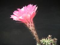 Thumbnail of 1446_Echinopsis Hybride Belle Rose_20100530_02.jpg